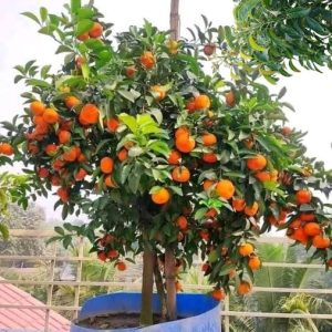 দার্জিলিং বাংলা কমলা ৫ পিচ