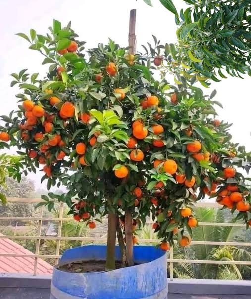 দার্জিলিং বাংলা কমলা ৩ পিচ